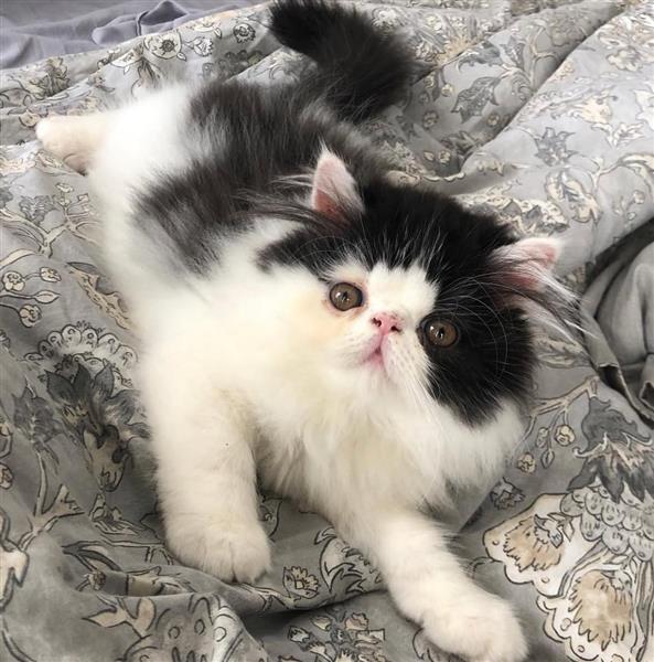 Grote foto prachtige kitten zoekt nieuw thuis dieren en toebehoren raskatten langhaar