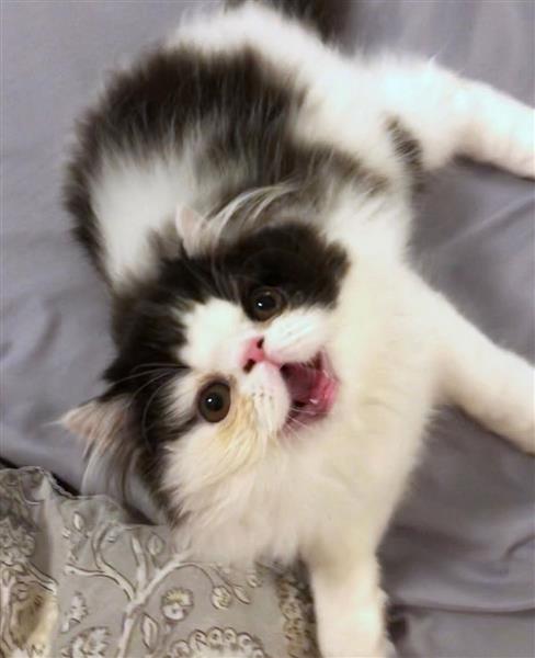 Grote foto prachtige kitten zoekt nieuw thuis dieren en toebehoren raskatten langhaar