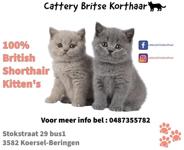 Grote foto britse korthaar dieren en toebehoren raskatten korthaar