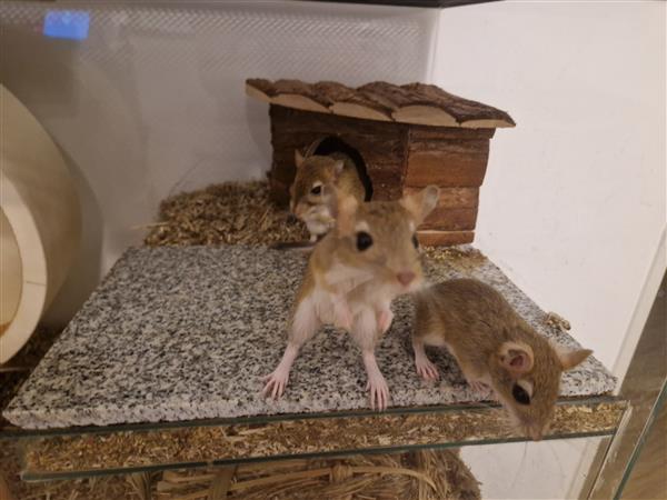 Grote foto jonge gerbils dieren en toebehoren knaagdieren