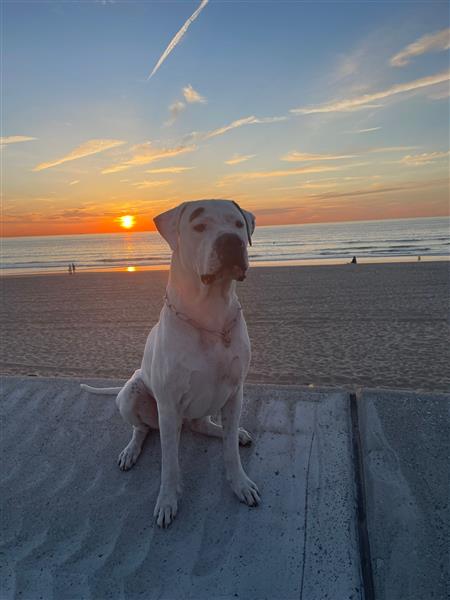 Grote foto dekreu dogo argentino dieren en toebehoren dekreuen