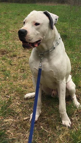 Grote foto dekreu dogo argentino dieren en toebehoren dekreuen