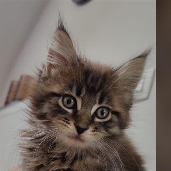 Grote foto maine coon kittens te koop dieren en toebehoren raskatten langhaar