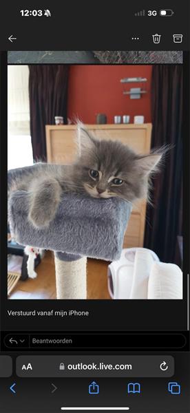 Grote foto maine coon kittens te koop dieren en toebehoren raskatten langhaar