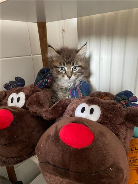 Grote foto maine coon kittens te koop dieren en toebehoren raskatten langhaar