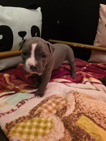 Grote foto prachtige reu pup dieren en toebehoren overige honden