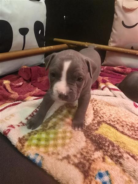 Grote foto prachtige reu pup dieren en toebehoren overige honden