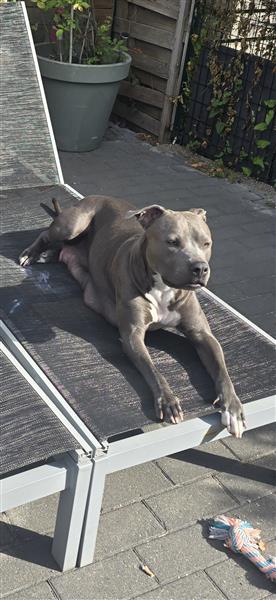 Grote foto prachtige reu pup dieren en toebehoren overige honden