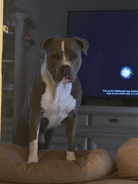 Grote foto prachtige reu pup dieren en toebehoren overige honden
