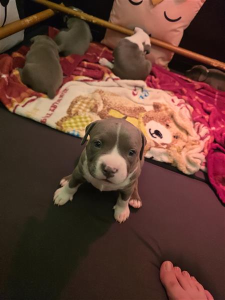 Grote foto prachtig reu pupje dieren en toebehoren overige honden
