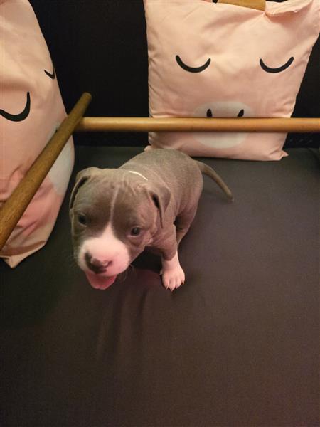 Grote foto prachtig reu pupje dieren en toebehoren overige honden