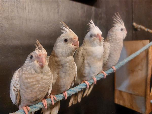 Grote foto hand tamme valkparkietjes dieren en toebehoren parkieten en papegaaien
