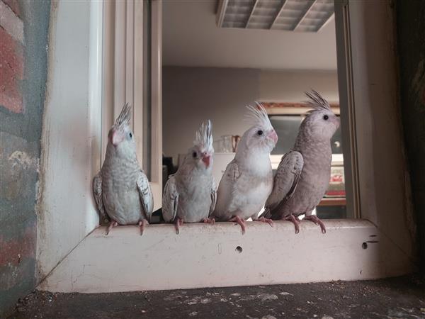 Grote foto hand tamme valkparkietjes dieren en toebehoren parkieten en papegaaien