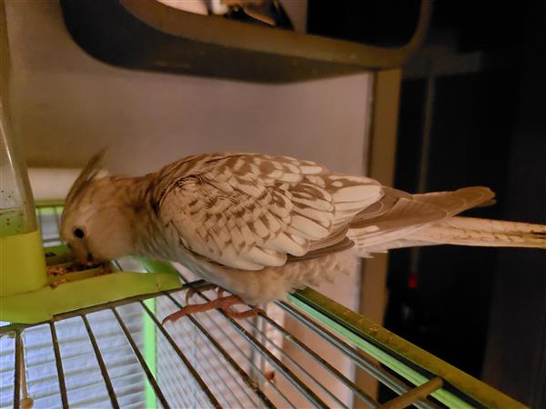 Grote foto hand tamme valkparkietjes dieren en toebehoren parkieten en papegaaien