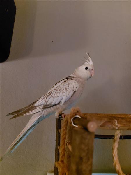 Grote foto hand tamme valkparkietjes dieren en toebehoren parkieten en papegaaien