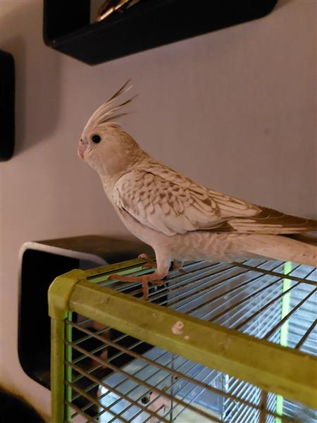 Grote foto hand tamme valkparkietjes dieren en toebehoren parkieten en papegaaien