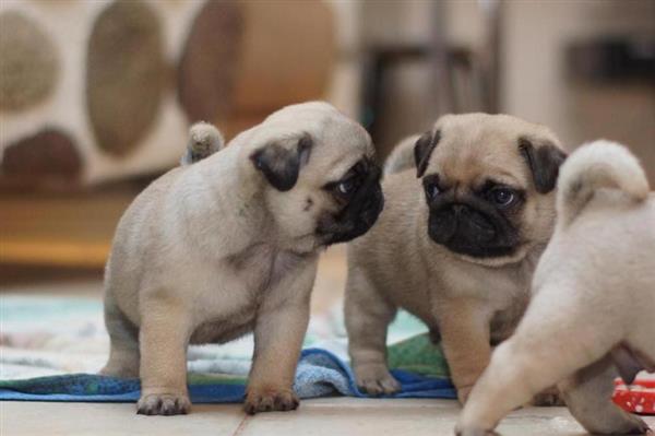 Grote foto knappe raszuivere mopshondpups dieren en toebehoren overige honden