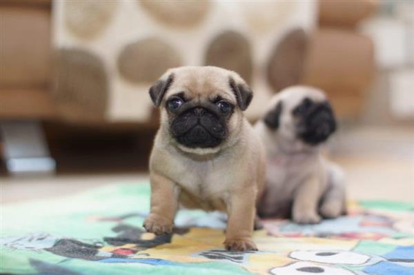 Grote foto knappe raszuivere mopshondpups dieren en toebehoren overige honden