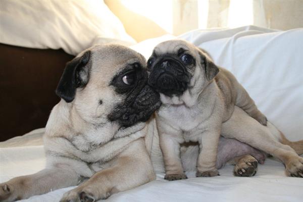 Grote foto knappe raszuivere mopshondpups dieren en toebehoren overige honden