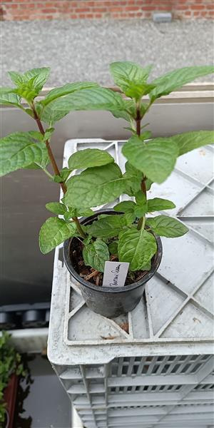 Grote foto 28 soorten munt met verschillende geur en smaak tuin en terras bloemen en planten