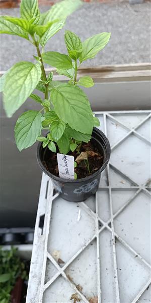 Grote foto 28 soorten munt met verschillende geur en smaak tuin en terras bloemen en planten