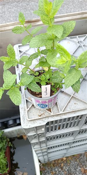 Grote foto 28 soorten munt met verschillende geur en smaak tuin en terras bloemen en planten