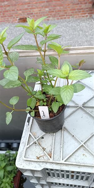 Grote foto 28 soorten munt met verschillende geur en smaak tuin en terras bloemen en planten
