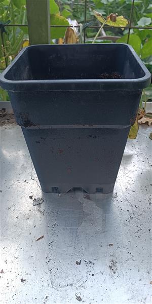 Grote foto 28 soorten munt met verschillende geur en smaak tuin en terras bloemen en planten