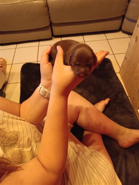 Grote foto pups te koop dieren en toebehoren setters en staande honden