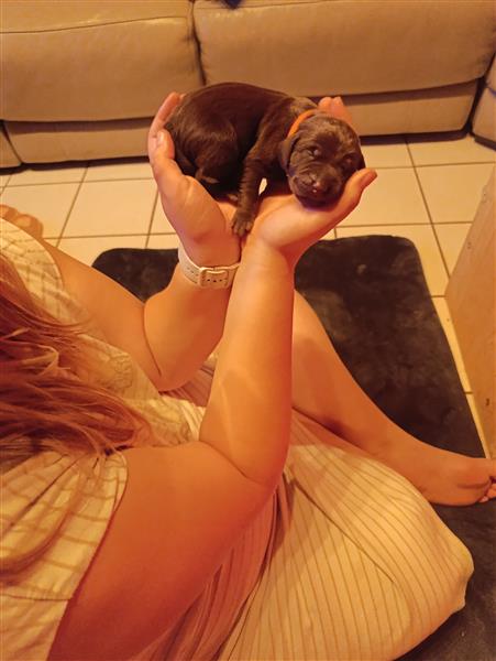 Grote foto pups te koop dieren en toebehoren setters en staande honden