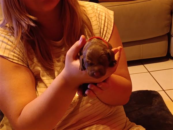 Grote foto pups te koop dieren en toebehoren setters en staande honden