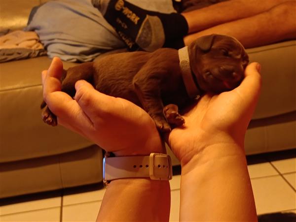 Grote foto pups te koop dieren en toebehoren setters en staande honden