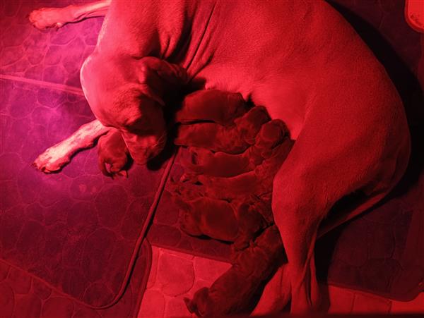 Grote foto pups te koop dieren en toebehoren setters en staande honden