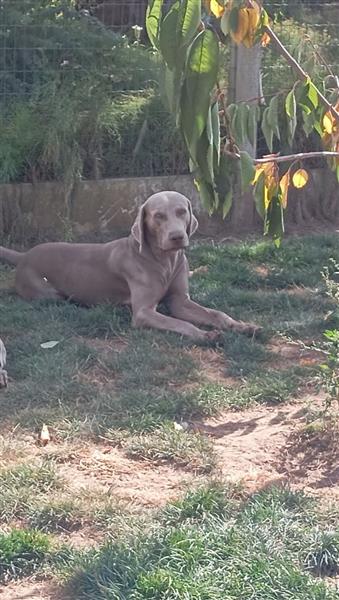 Grote foto pups te koop dieren en toebehoren setters en staande honden