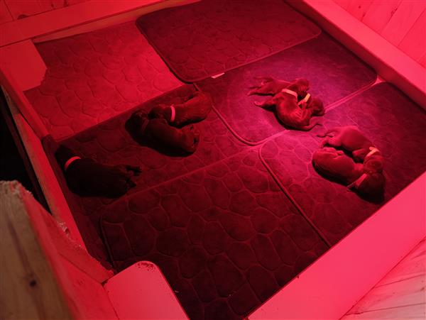 Grote foto pups te koop dieren en toebehoren setters en staande honden