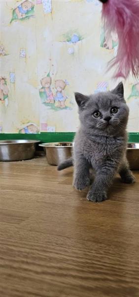 Grote foto britse korthaar dieren en toebehoren raskatten korthaar