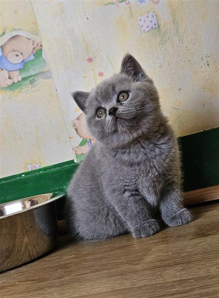 Grote foto britse korthaar dieren en toebehoren raskatten korthaar