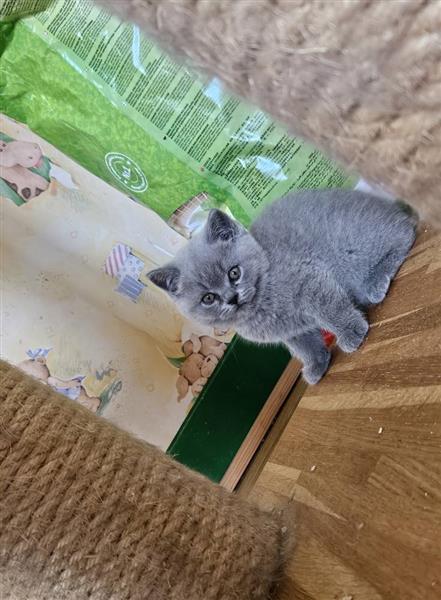 Grote foto britse korthaar dieren en toebehoren raskatten korthaar