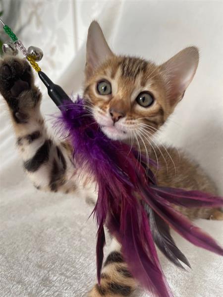 Grote foto reine bengal k tzchen kampioen blutlinie dieren en toebehoren overige katten