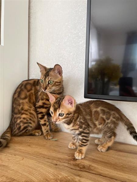 Grote foto reine bengal k tzchen kampioen blutlinie dieren en toebehoren overige katten