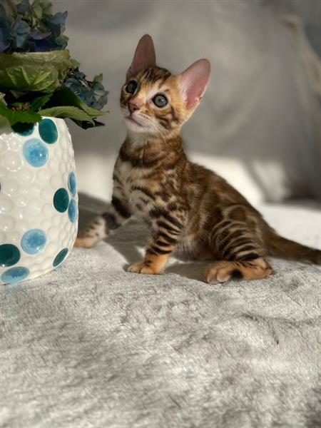 Grote foto reine bengal k tzchen kampioen blutlinie dieren en toebehoren overige katten