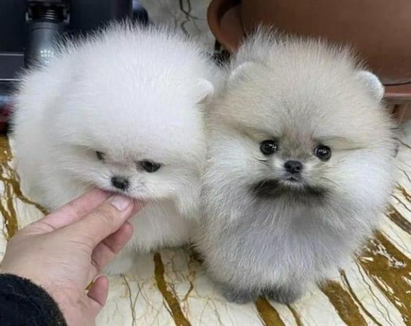 Grote foto dwergkees keeshound pomeranian dieren en toebehoren poolhonden keeshonden en oertypen