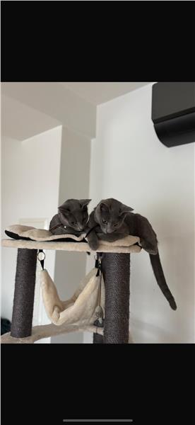 Grote foto russisch blauwe katten dieren en toebehoren raskatten korthaar