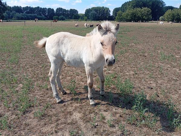 Grote foto 2 stamboek klasse a fjord merrieveulens dieren en toebehoren paarden