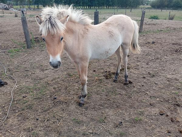 Grote foto 2 stamboek klasse a fjord merrieveulens dieren en toebehoren paarden