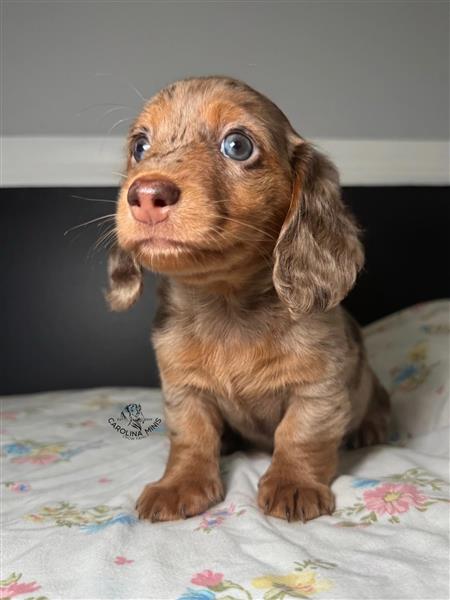 Grote foto vriendelijke teckelpups te koop dieren en toebehoren teckels en dashonden