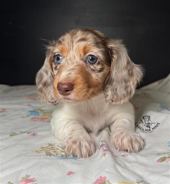 Grote foto vriendelijke teckelpups te koop dieren en toebehoren teckels en dashonden