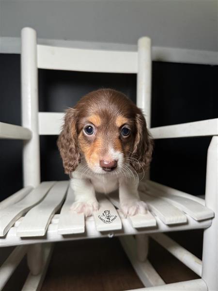Grote foto vriendelijke teckelpups te koop dieren en toebehoren teckels en dashonden