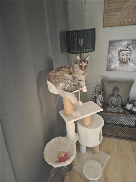 Grote foto maine coon op zoek naar nieuwe thuis dieren en toebehoren raskatten langhaar
