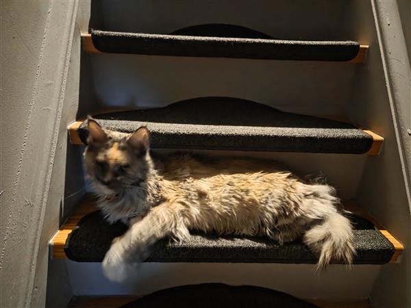Grote foto maine coon op zoek naar nieuwe thuis dieren en toebehoren raskatten langhaar